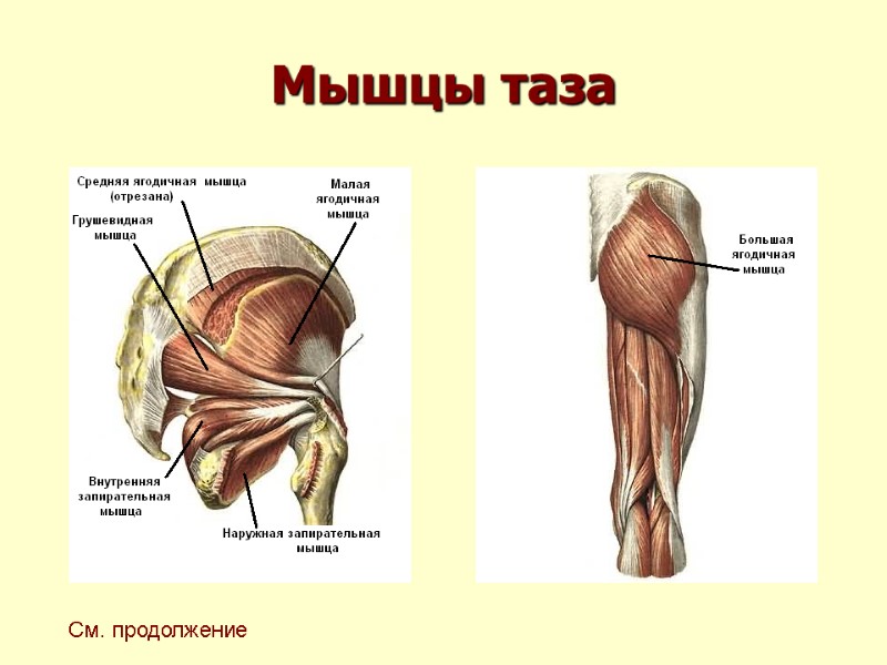 Мышцы таза См. продолжение